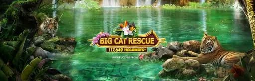 Big Cat Rescue Megaways game art